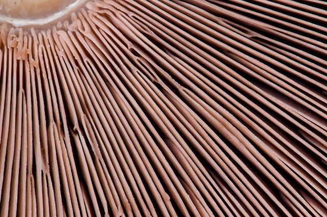 Agaricus sp? (cfr. Agaricus sylvicola)